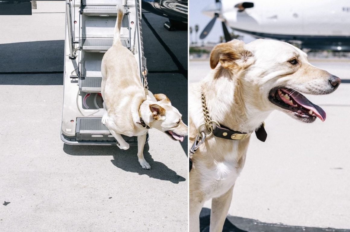 Ten airlines that allow large dogs in the cabin Aviation Blogs