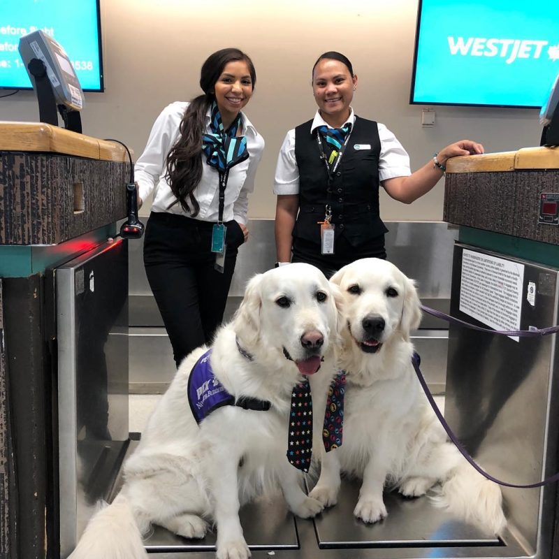 Ten airlines that allow large dogs in the cabin Aviation Blogs